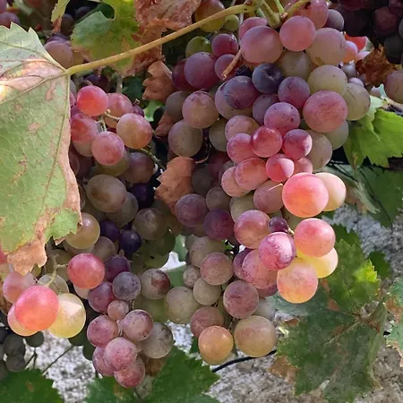 Le Clos Bussy Σπίτι διακοπών